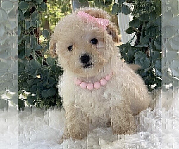 Medium Photo #2 Poodle (Toy) Puppy For Sale in DALLAS, TX, USA