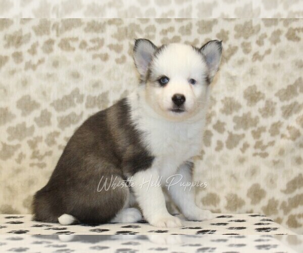 Medium Photo #1 Pomsky Puppy For Sale in DENVER, PA, USA