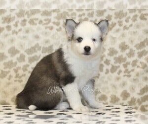 Pomsky Puppy for sale in DENVER, PA, USA