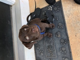 Labrador Retriever Puppy for sale in CULPEPER, VA, USA