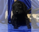 Small Photo #5 Goldendoodle Puppy For Sale in DYERSBURG, TN, USA
