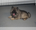 Small Photo #18 Keeshond Puppy For Sale in FAYETTEVILLE, TN, USA