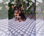 Small #5 Yorkshire Terrier