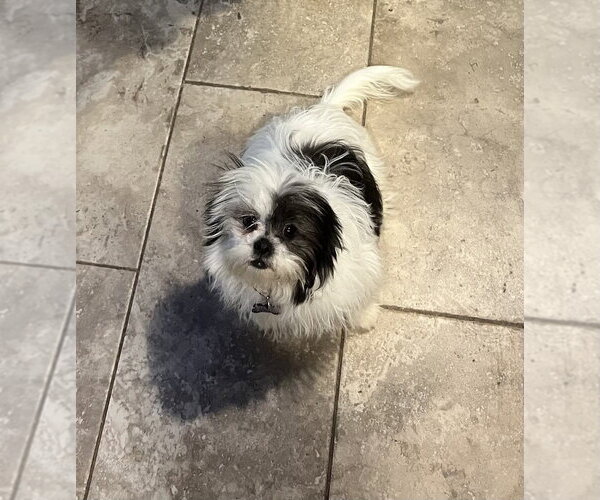 Medium Photo #3 Shih Tzu Puppy For Sale in Oak Bluffs, MA, USA