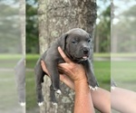 Small Photo #4 American Bully Puppy For Sale in VIDOR, TX, USA