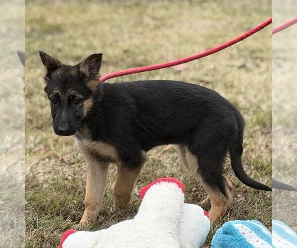 Medium Photo #2 German Shepherd Dog-Unknown Mix Puppy For Sale in Yardley, PA, USA