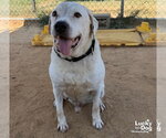 Small Photo #4 Bulldog-Labrador Retriever Mix Puppy For Sale in Washington, DC, USA