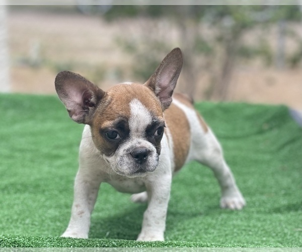Medium Photo #2 French Bulldog Puppy For Sale in EL CAMPO, TX, USA
