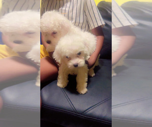 Bichon Frise Puppy for sale in TAMPA, FL, USA