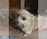 Small #1 Wheaten Terrier Mix