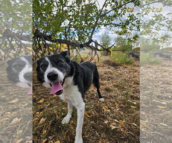 Medium Photo #2 Border Collie-Unknown Mix Puppy For Sale in Monte Vista, CO, USA