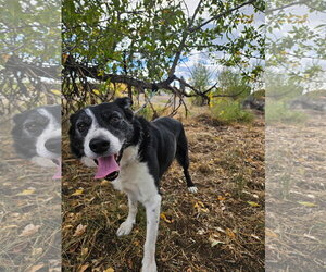Peanut - Male Border Collie-Unknown Mix Dog for Adoption - Photo #2