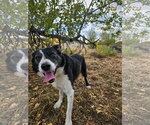 Small Photo #2 Border Collie-Unknown Mix Puppy For Sale in Monte Vista, CO, USA