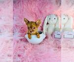Small #19 Chihuahua