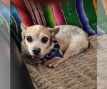 Small #1 Chihuahua Mix