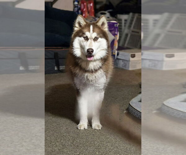 Medium Photo #1 Alaskan Malamute Puppy For Sale in Aurora, IN, USA