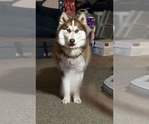 Alaskan Malamute Dogs for adoption in Aurora, IN, USA