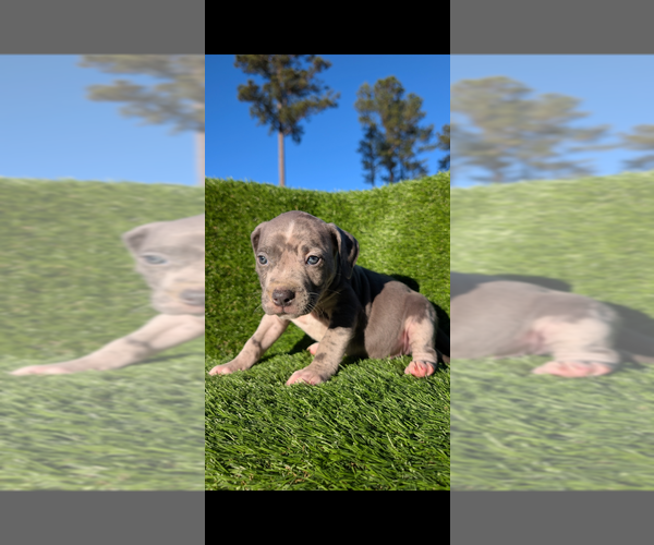Medium Photo #1 American Bully Puppy For Sale in GROVETOWN, GA, USA