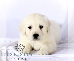 English Cream Golden Retriever Puppy for sale in GORDONVILLE, PA, USA