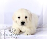 Small English Cream Golden Retriever