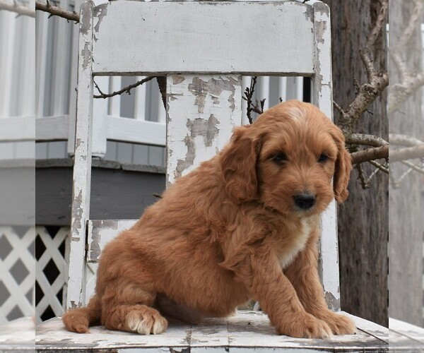 Medium Photo #4 Goldendoodle-Poodle (Miniature) Mix Puppy For Sale in GORDONVILLE, PA, USA