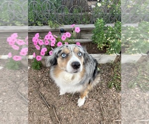 Mother of the Miniature Australian Shepherd puppies born on 07/16/2025