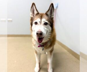 Siberian Husky Dogs for adoption in Aurora, CO, USA