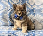 Small Photo #2 Pomsky Puppy For Sale in PEACH BOTTOM, PA, USA