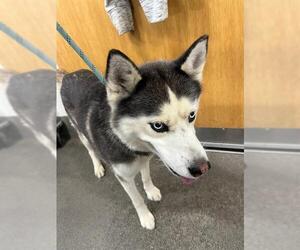 Siberian Husky Dogs for adoption in Forestville, MD, USA