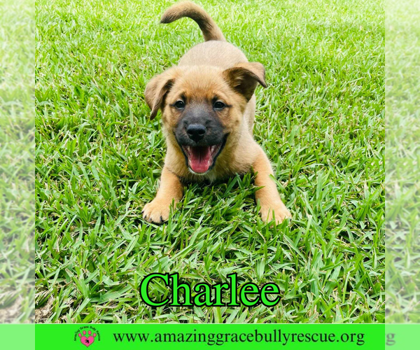 Medium Photo #12 Chow Chow-Unknown Mix Puppy For Sale in Pensacola, FL, USA