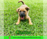 Small #11 Chow Chow Mix
