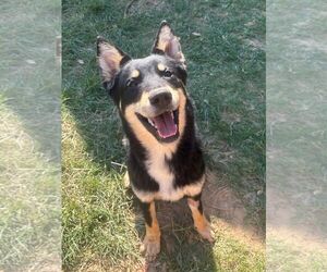 Siberian Husky-Unknown Mix Dogs for adoption in Wetumpka, AL, USA
