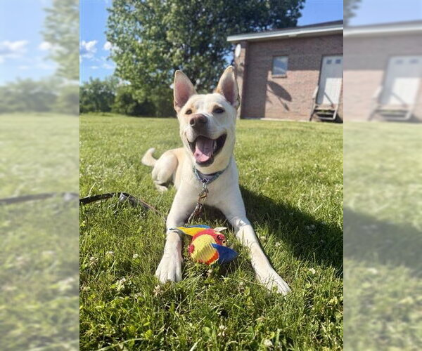 Medium Photo #8 Gerberian Shepsky Puppy For Sale in Gloversville, NY, USA