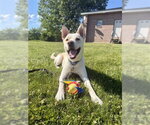 Small #7 Gerberian Shepsky
