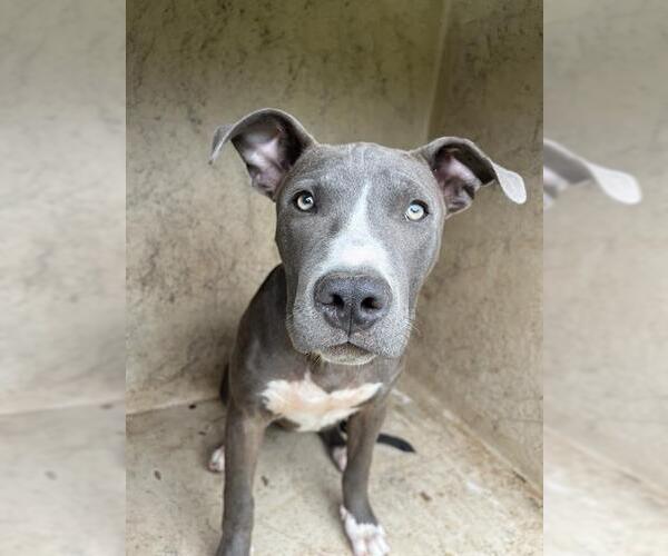 Medium Photo #1 American Pit Bull Terrier-Unknown Mix Puppy For Sale in Oklahoma City, OK, USA