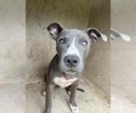 Small American Pit Bull Terrier Mix