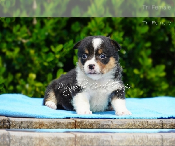 Full screen Photo #2 Pembroke Welsh Corgi Puppy For Sale in CRESTVIEW, FL, USA
