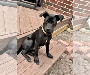 Labrador Retriever-Unknown Mix Dogs for adoption in Virginia Beach, VA, USA