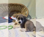 Small #3 Breeder Profile image