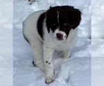 Small Photo #1 Brittany Puppy For Sale in GRANVILLE, MA, USA