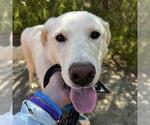 Small Photo #8 Labrador Retriever-Unknown Mix Puppy For Sale in San Diego, CA, USA