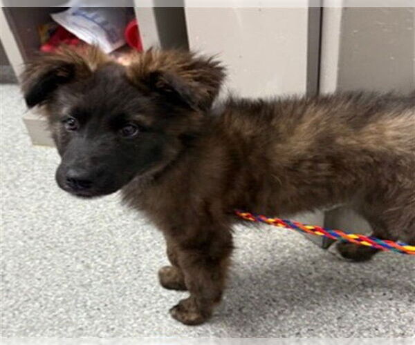 Medium Photo #1 German Shepherd Dog-Unknown Mix Puppy For Sale in Pasadena, TX, USA