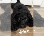 Puppy Asher Labradoodle-Poodle (Standard) Mix