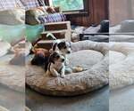 Small #3 Coonhound