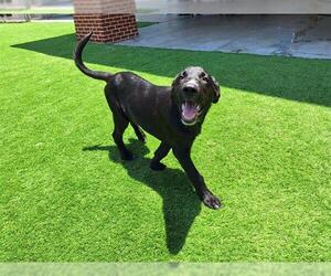 German Shepherd Dog-Unknown Mix Dogs for adoption in Grand Prairie, TX, USA