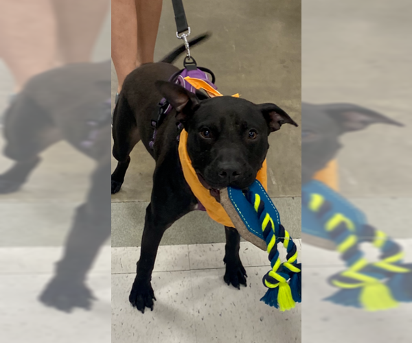 Medium Photo #3 American Pit Bull Terrier-Unknown Mix Puppy For Sale in Stafford, VA, USA