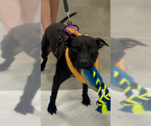 Grim - Male American Pit Bull Terrier-Unknown Mix Dog for Adoption - Photo #3