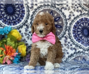 Poodle (Miniature) Puppy for sale in LANCASTER, PA, USA