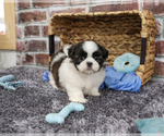 Small #1 Shih Tzu