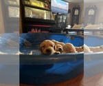 Small #7 Golden Retriever